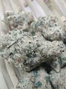 L.A. Kush 6 L.A. Kush