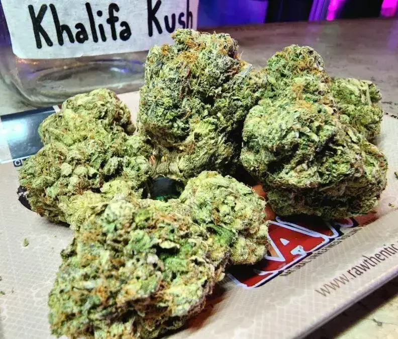 Khalifa Kush Weed Strain - Phuket Cannabis 1 Khalifa Kush