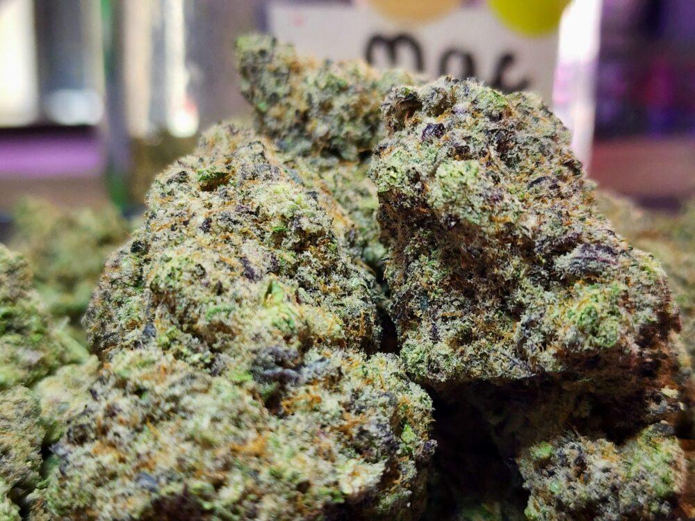 MAC 1 strain