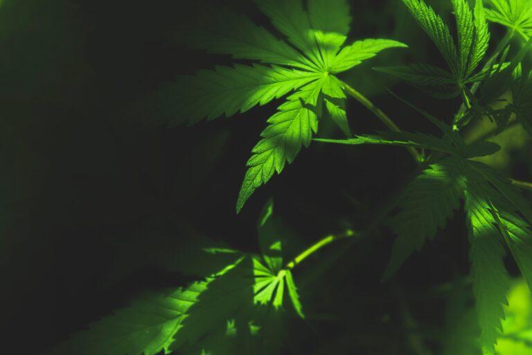 OG Kush Strain phuket cannabis dispensary