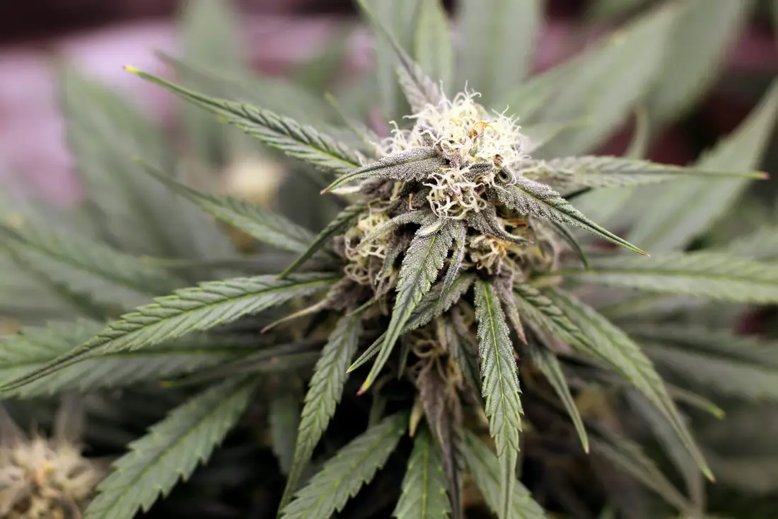 OG Kush Strain phuket cannabis patong