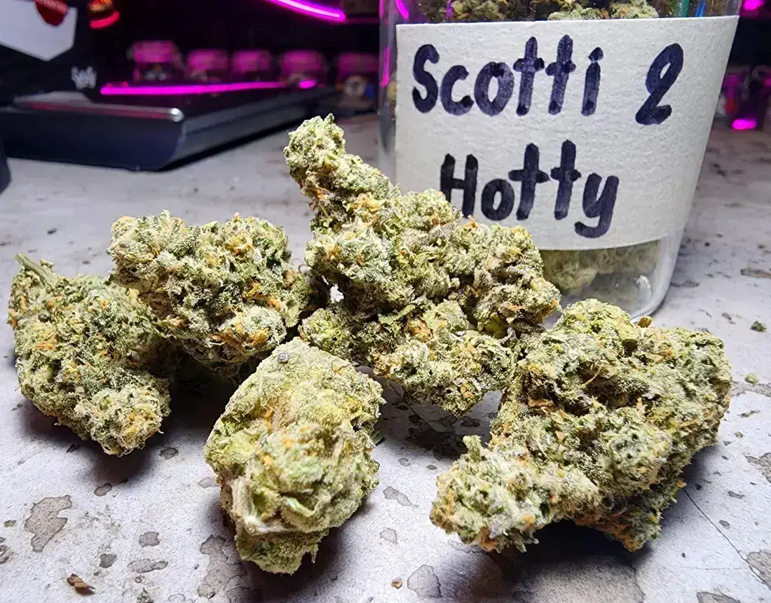 Scotty 2 Hotty Strain Check Phuket Cannabis Shop 1 Scotty 2 Hotty