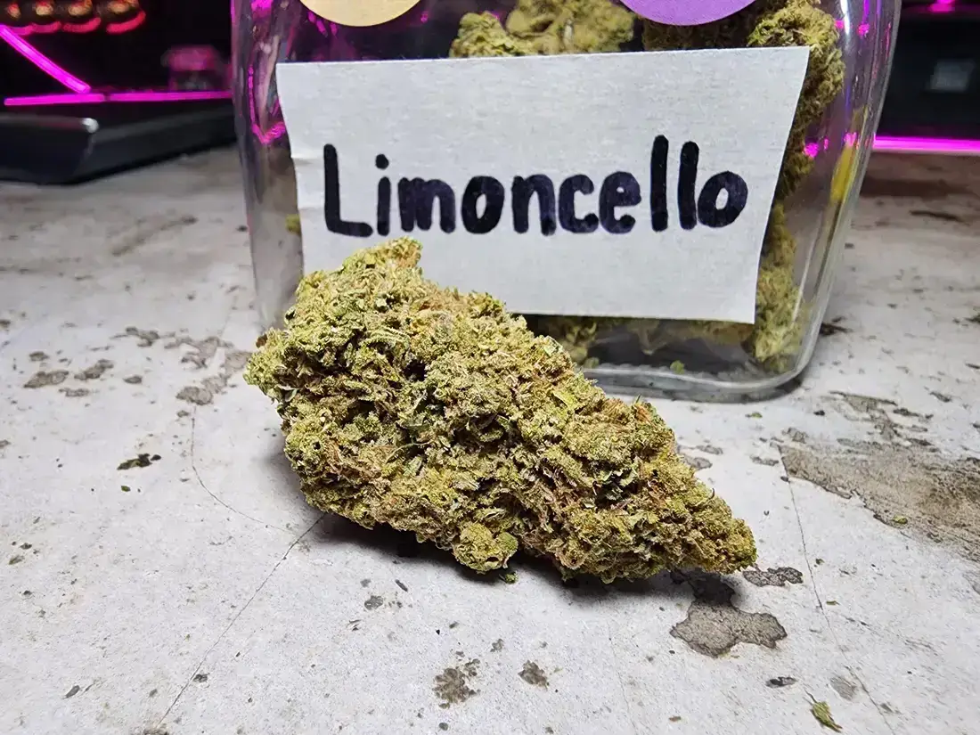 Limoncello Cannabis Strain - Phuket Cannabis 1 Limoncello