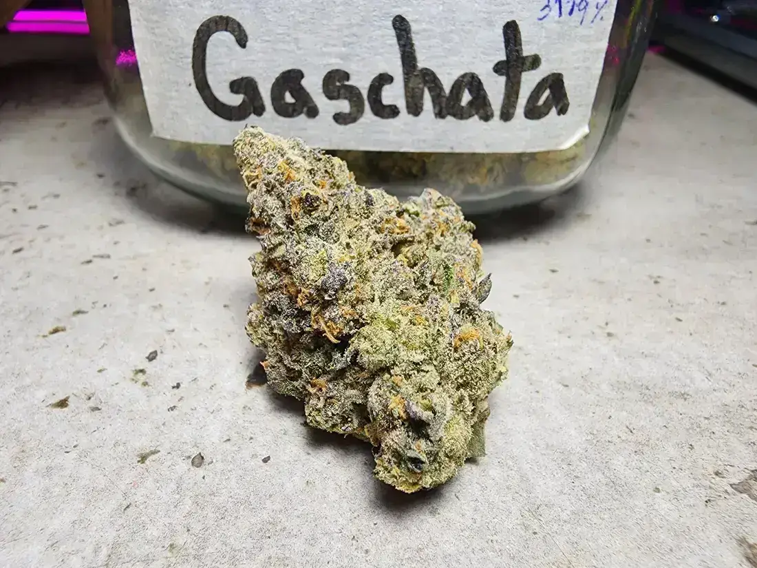 Gas-Chata Cannabis Strain - Baloos Coffeeshop 1 Gas-Chata