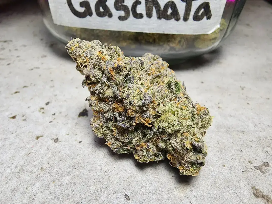 Gas-Chata Cannabis Strain - Baloos Coffeeshop 2 Gas-Chata