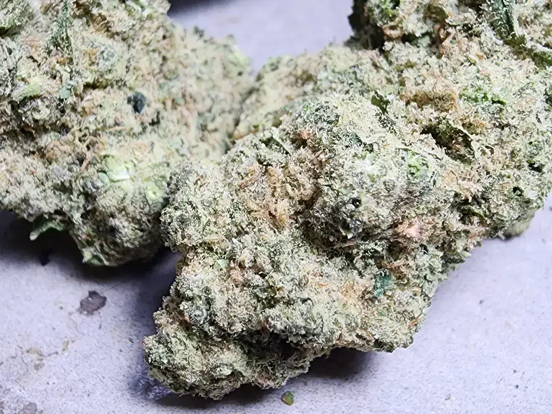 Twisted Lemon Weed Strain at Phuket Cannabis 2025 1 Twisted Lemon