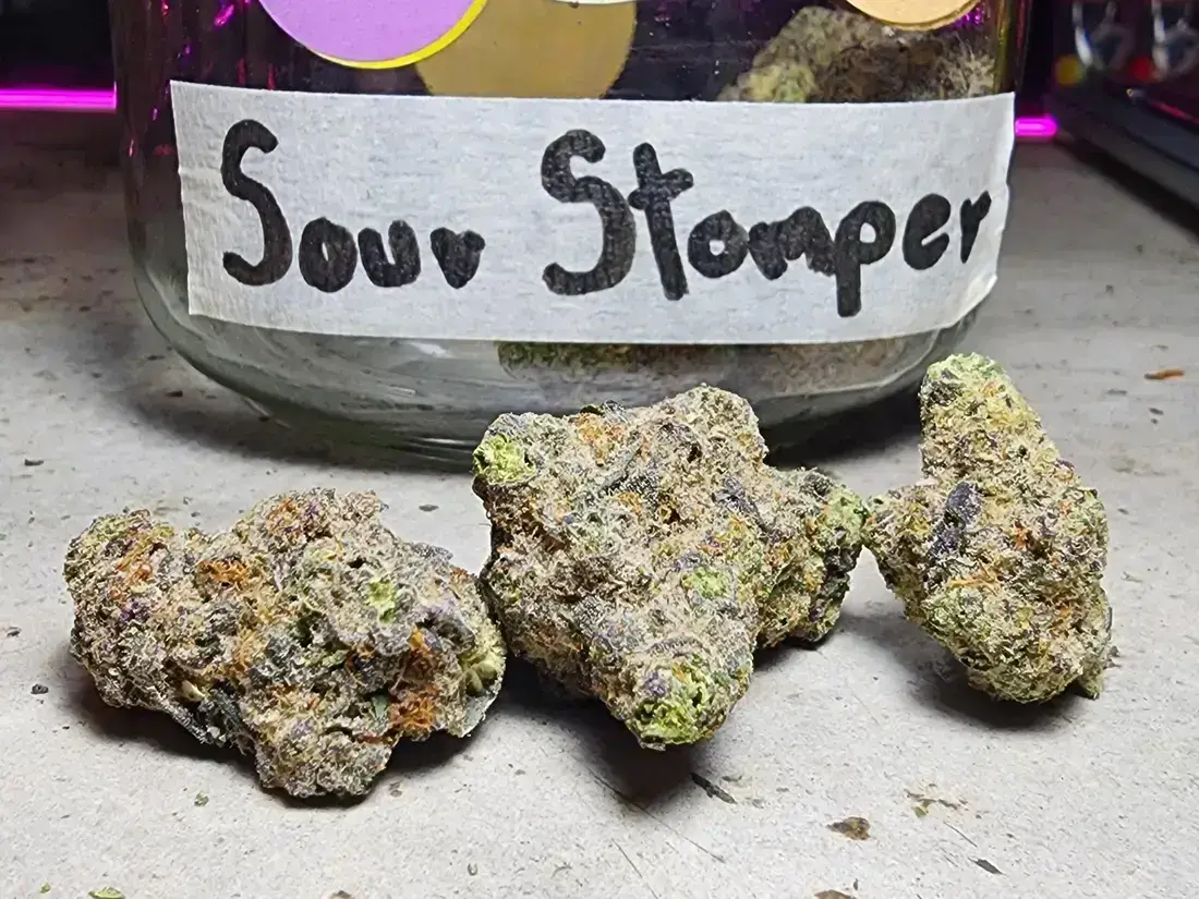 Sour Stomper Weed Strain - Phuket Cannabis 2025 1 Sour Stomper