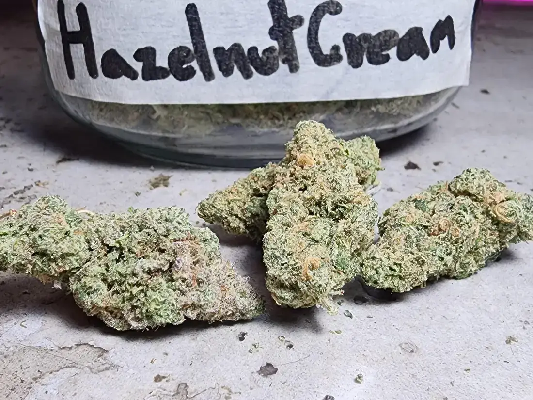 Hazelnut Cream Strain Review 2025 Phuket Cannabis 3 Hazlenut Cream