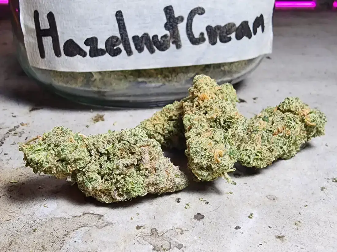 Hazelnut Cream Strain Review 2025 Phuket Cannabis 1 Hazlenut Cream