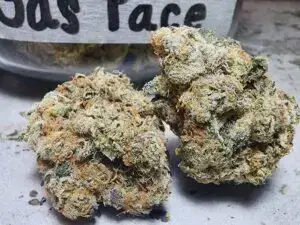 Gas Face Strain - Finest selection at Phuket Cannabis 6 gas face