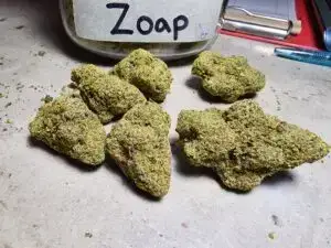 Zoap 7 zoap weed strain
