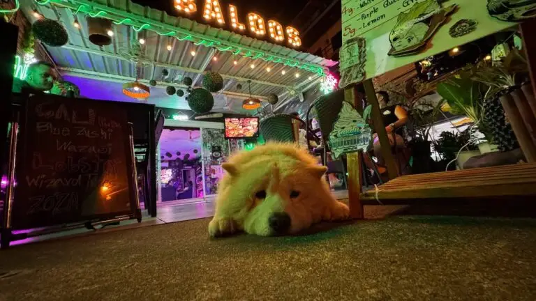 About phuket cannabis patong baloos coffeeshop