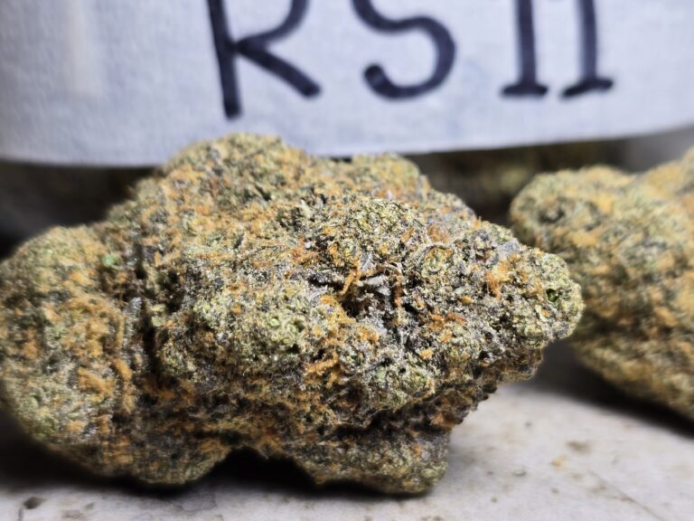 RS 11 Strain
