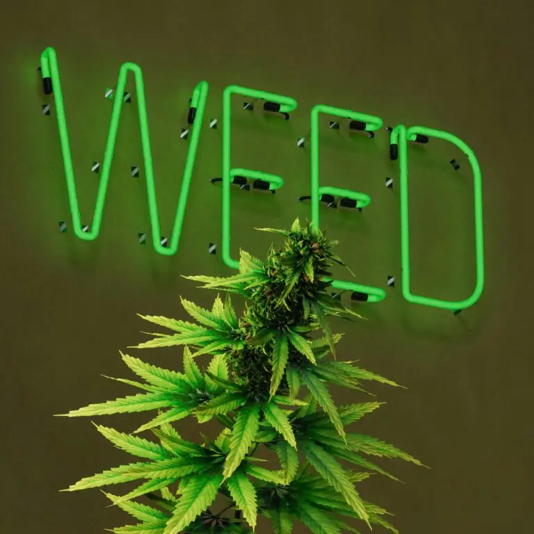 Neon sign with cannabis plant
