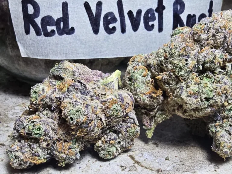 Phuket Cannabis - Premium Quality Weed Shop in Patong 13 Red Velvet Runtz Patong Cannabis Dispensary