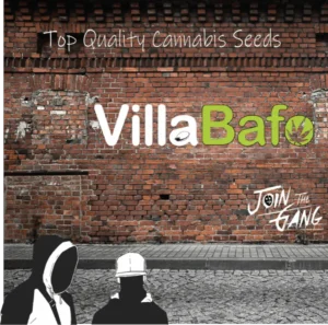 Phuket Cannabis - Premium Quality Weed Shop in Patong 24 villabafo seedgang mural