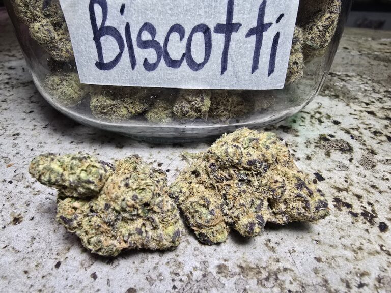 Phuket Cannabis - Premium Quality Weed Shop in Patong 19 biscotti weed strain phuket cannabis