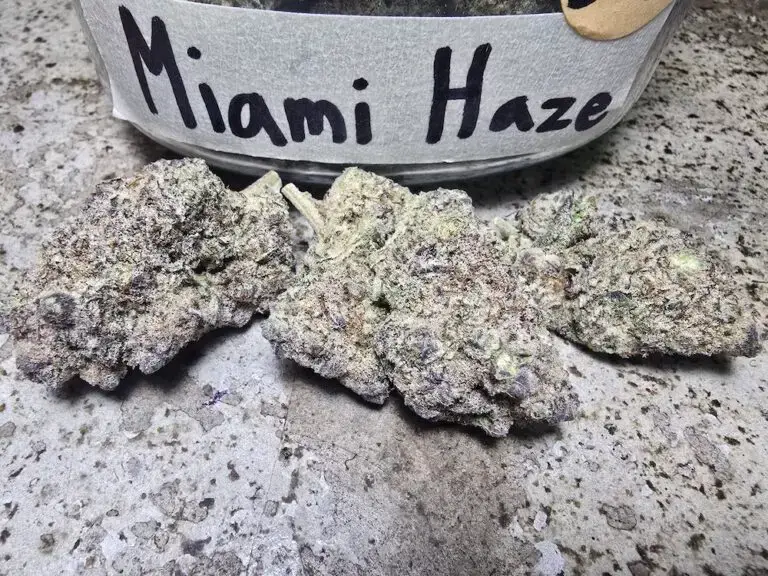 miami haze weed strain phuket cannabis