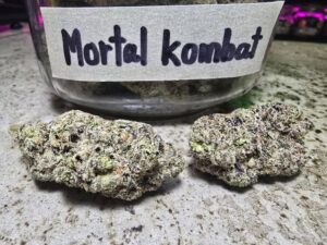 Best weed Patong mortal kombat weed strain