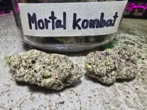 Best weed Patong mortal kombat weed strain