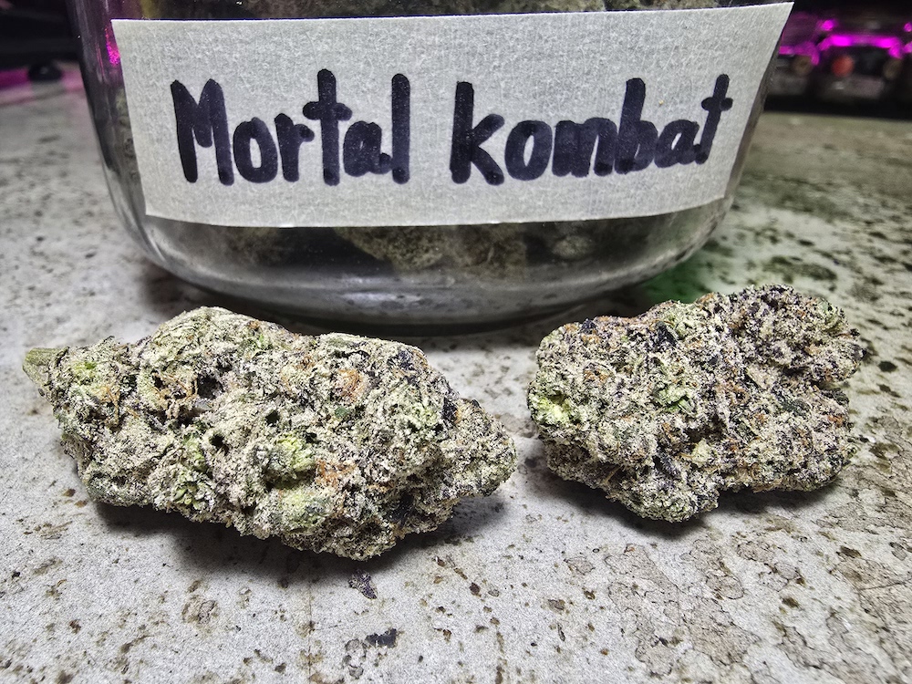 Best weed Patong mortal kombat weed strain