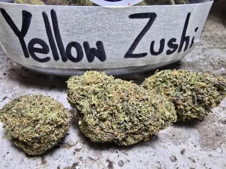 yellow zushi strain the tenco cali phuket cannabis
