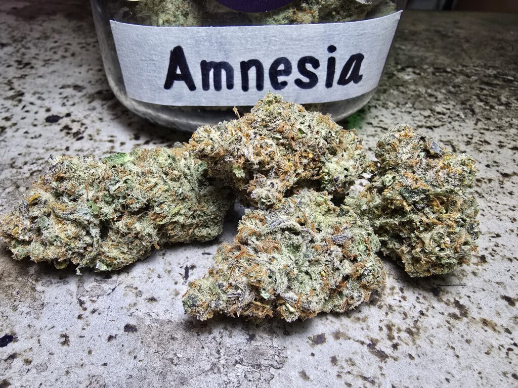 amnesia haze phuket cannabis