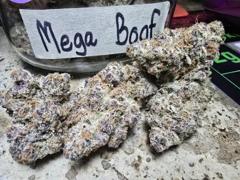 mega boof weed strain